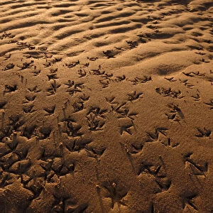 Wader footprints in sand, Aberlady Bay, Firth of Forth, Scotland, UK, December