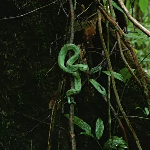 Waglers / Temple pit viper (Tropidolaemus wagleri) in lowland rainforest, Gunung