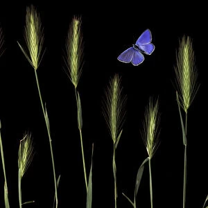 Wall barley (Hordeum murinum) and an Eschers blue butterfly (Polyommatus escheri)
