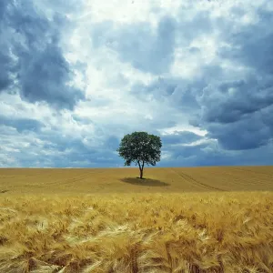 Walnut Print in a Field of Ripe Barley Walnut Print in a Field of Ripe Barley