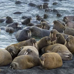 Walrus (Odobenus rosmarus) colony resting, Vaygach Island, Arctic, Russia, July