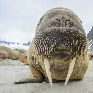 Tartaruga marina (Odobenus rosmarus) fra gruppo trascinato a riva. Spetsberg, Svalbard, Norvegia. Luglio. Tartaruga marina (Odobenus rosmarus) fra gruppo trascinato a riva. Spetsberg, Svalbard, Norvegia. Luglio.