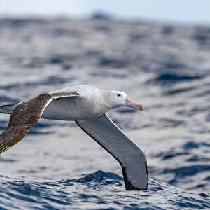 Wandering albatross (Diomedea exulans) flying on the open ocean, Drake passage, Antarctic