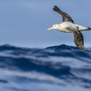 Wandering albatross (Diomedea exulans) flying on the open ocean, Drake passage, Antarctic Wandering albatross (Diomedea exulans) flying on the open ocean, Drake passage, Antarctic