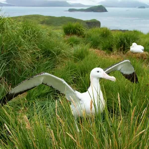 Wandering Albatross Print: Standing Male in Courtship Display Wandering Albatross Print: Standing Male in Courtship Display