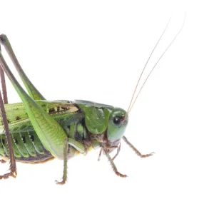 Wart biter (Decticus verrucivorus) portrait, Fliess, Naturpark Kaunergrat, Tirol