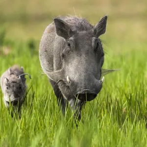 Warthog Female with Piglets Print, Okavango Delta Warthog Female with Piglets Print, Okavango Delta