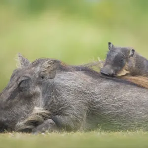 Warthog Mother and Baby Print, Masai Mara, Kenya Warthog Mother and Baby Print, Masai Mara, Kenya