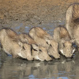 Warthogs (Phacochoerus aethiopicus) mother with babies drinking, Mkhuze game reserve