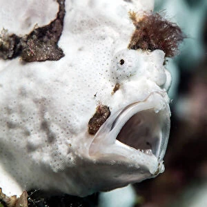 Warty frogfish (Antennarius maculatus) yawning in its hiding place amongst white sponges, Bitung, North Sulawesi, Indonesia, Molucca Sea