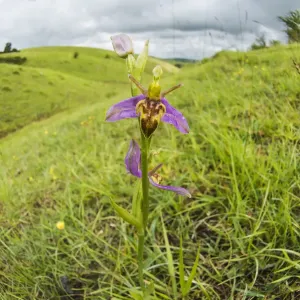 Wasp orchid print from Cleeve Hill, Gloucestershire Wasp orchid print from Cleeve Hill, Gloucestershire
