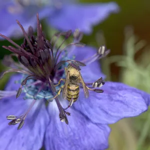 Wasp walking around a Spanish love-in-a-mist (Nigella hispanica) flower to sip nectar