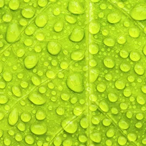 Water droplets on leaf creating a natural pattern, Tresco Tropical Garden, Tresco, Isle of Scilly, Cornwall, UK. June