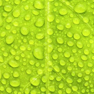 Water droplets on a leaf print, Tresco Tropical Garden Water droplets on a leaf print, Tresco Tropical Garden