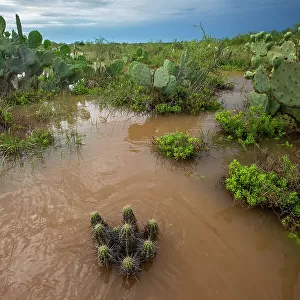 Water flooding across Prickly pear (Opuntia sp. ) landscape, South Texas, USA. May, 2021