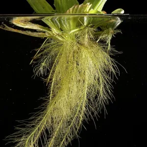 Water Lettuce Print (Pistia stratiotes) with Submerged Roots Water Lettuce Print (Pistia stratiotes) with Submerged Roots