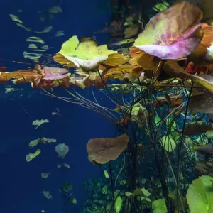 Water lilies in Cenote Nicte Ha Print Water lilies in Cenote Nicte Ha Print