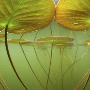 Water lilies (Nymphaea alba) lit by the suns rays, seen under water. Alps, Ain, France