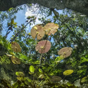 Water lilies at the surface in Cenote Nicte-Ha, Tulum, Quintana Roo, Yucatan Peninsula, Mexico Water lilies at the surface in Cenote Nicte-Ha, Tulum, Quintana Roo, Yucatan Peninsula, Mexico