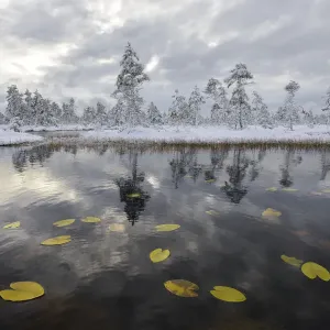 Les feuilles de nénuphar dans un bassin tourbeux, avec une forêt de pins recouverte de neige en arrière-plan, Tartumaa, Estonie. Les feuilles de nénuphar dans un bassin tourbeux, avec une forêt de pins recouverte de neige en arrière-plan, Tartumaa, Estonie.