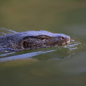 Water Monitor Print: Varanus salvator swimming and flicking tongue Water Monitor Print: Varanus salvator swimming and flicking tongue
