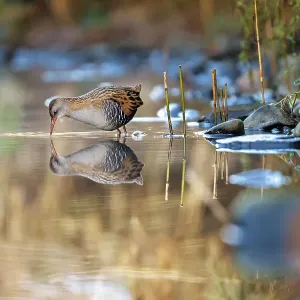 Water rail (Rallus aquaticus) foraging near edge of stream, Dumfries and Galloway, Scotland, UK Water rail (Rallus aquaticus) foraging near edge of stream, Dumfries and Galloway, Scotland, UK
