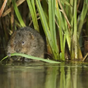 Water vole (Arvicola amphibius / Arvicola terrestris) feeding amongst vegetation