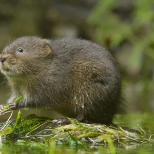 Water vole (Arvicola amphibius) Kent, UK September