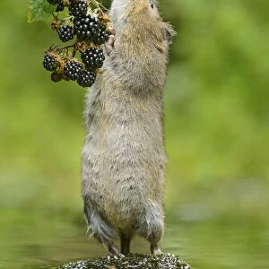 Water vole (Arvicola amphibius) standing on hind legs sniffing blackberry, Kent, UK