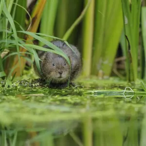 Water Vole (Arvicola amphibius / terrestris) foraging by water. Kent, UK, August Water Vole (Arvicola amphibius / terrestris) foraging by water. Kent, UK, August