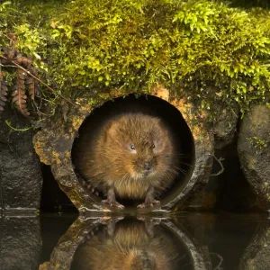 Water Vole (Arvicola amphibius) in a water pipe. Derbyshire, UK, March