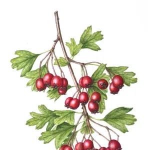 Watercolour painting of Common hawthorn (Crataegus monogyna) berries. Botanical illustration by Linda Pitkin