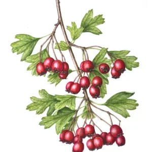 Dipinto ad acquerello di bacche del Crataegus monogyna. Illustrazione botanica di Linda Pitkin. Dipinto ad acquerello di bacche del Crataegus monogyna. Illustrazione botanica di Linda Pitkin.