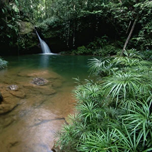 A waterfall in the lowland rainforest of Borneo, with pool surrounded by ferns and other plants
