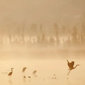 Waterfowl at dawn with mist, including Great blue heron (Ardea herodias herodias), American avocet (Recurvirostra americana), Northern shoveler (Anas clypeata), Xochimilco wetlands, Mexico City, Mexico. February Waterfowl at dawn with mist, including Great blue heron (Ardea herodias herodias), American avocet (Recurvirostra americana), Northern shoveler (Anas clypeata), Xochimilco wetlands, Mexico City, Mexico. February
