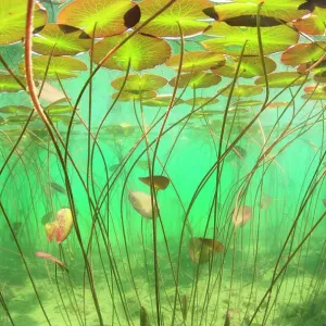 Wasserlilien (Nymphaea alba) unter Wasser im See der Alpen, Frankreich Wasserlilien (Nymphaea alba) unter Wasser im See der Alpen, Frankreich