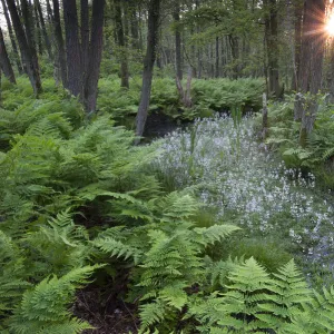 Waterviolet / featherfoil (Hottonia palustris) at sunset, Groot Schietveld, Wuustwezel