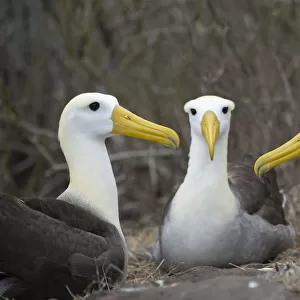 Waved albatross (Phoebastria irrorata) group of three on nest, Punta Suarez, Espanola Island