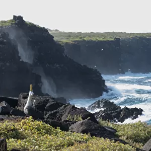 Waved albatross (Phoebastria irrorata) pair displaying on coast Galapagos, Ecuador