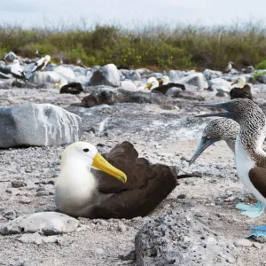 Tui De Roy Photographic Print Collection: Tui De Roy - A Lifetime in Galapagos