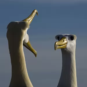 Waved Albatross (Phoebastria irrorata) courtship, Punta Cevallos, Espaola Island