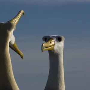 Waved Albatross (Phoebastria irrorata) courtship, Punta Cevallos, Espaola Island