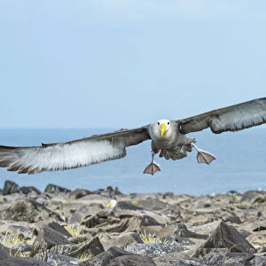 Waved albatross (Phoebastria irrorata) in flight, Punta Suarez, Espanola Island