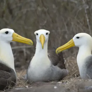 Waved Albatross Print: Group of Three on Nest, Punta Suarez