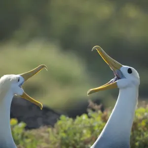 Waved albatross (Phoebastria irrorata) pair in courtship display, Galapagos, Ecuador Waved albatross (Phoebastria irrorata) pair in courtship display, Galapagos, Ecuador