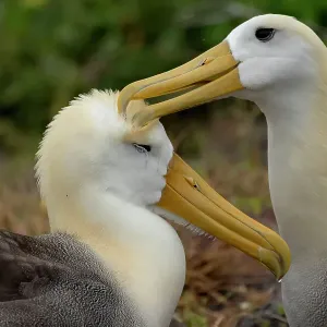 Two Waved / Galapagos albatrosses (Phoebastria irrorata) preening, Espanola Island, Galapagos National Park, Galapagos Islands. Critically endangered Two Waved / Galapagos albatrosses (Phoebastria irrorata) preening, Espanola Island, Galapagos National Park, Galapagos Islands. Critically endangered