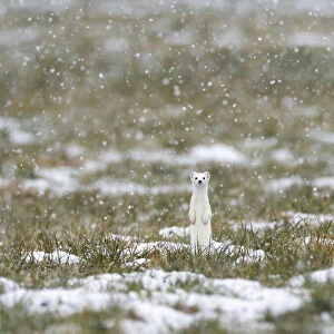 Weasel (Mustela erminea) in white winter coat standing upright in falling snow, Upper Bavaria, Germany, Europe. February