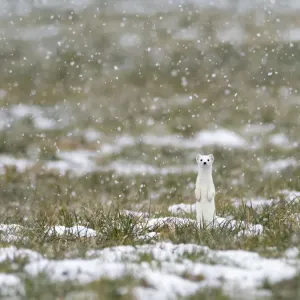 Weasel (Mustela erminea) in white winter coat standing upright in falling snow, Upper Bavaria, Germany, Europe. February Weasel (Mustela erminea) in white winter coat standing upright in falling snow, Upper Bavaria, Germany, Europe. February