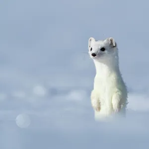 Comadreja (Mustela erminea) con pelaje invernal blanco parada en la nieve, Alta Baviera, Alemania, Europa. Febrero. Comadreja (Mustela erminea) con pelaje invernal blanco parada en la nieve, Alta Baviera, Alemania, Europa. Febrero.