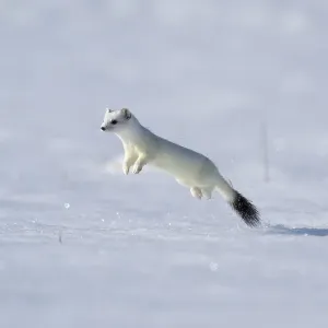 Winter Weasel Print: Deep Snow Runner in Upper Bavaria Winter Weasel Print: Deep Snow Runner in Upper Bavaria
